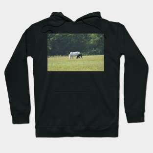 Mare and Foal Hoodie